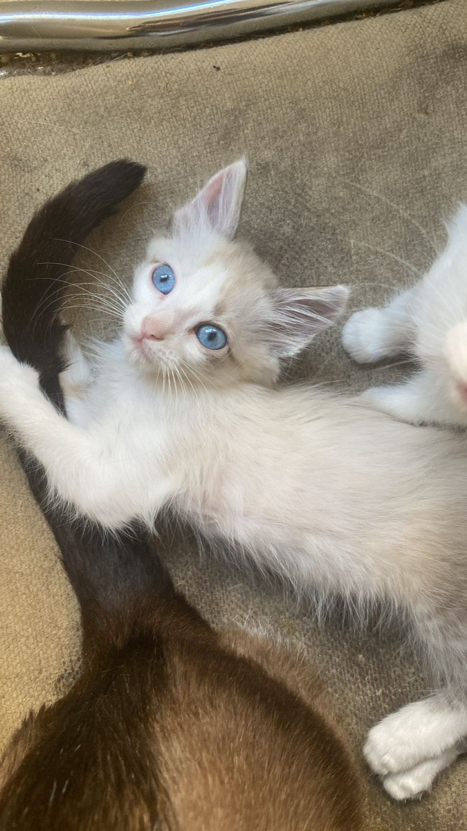 NeikiiSt's tweet photo. Regalo gatitos. Interesados habladme, también se agradece difusión 🥺 tienen dos meses, son hembra y macho 🥺 https://t.co/ruxI1XNxMM