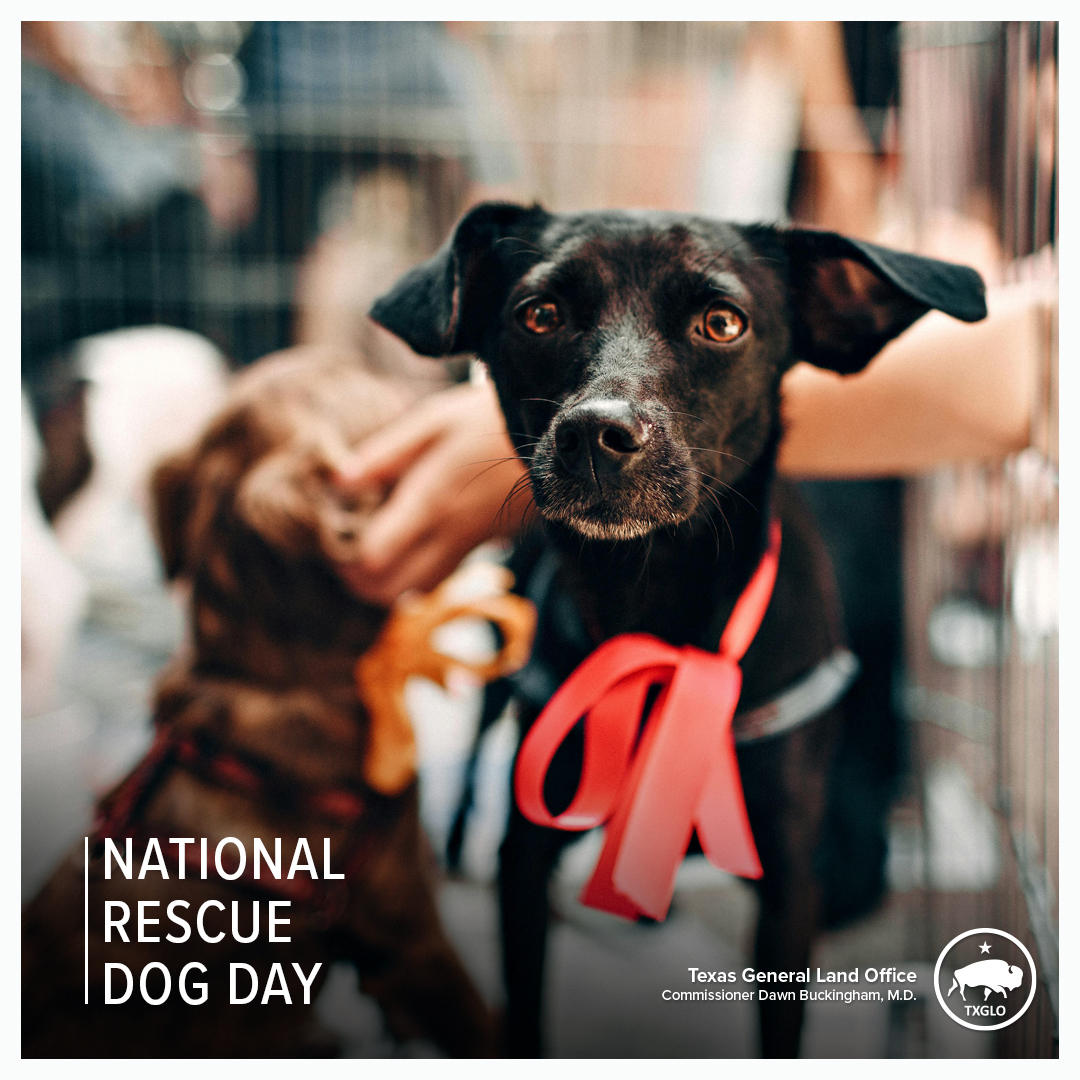 Happy National Rescue Dog Day from the General Land Office! More than 3 million dogs enter shelter homes every year, so let's make sure we help these dogs find their forever home!