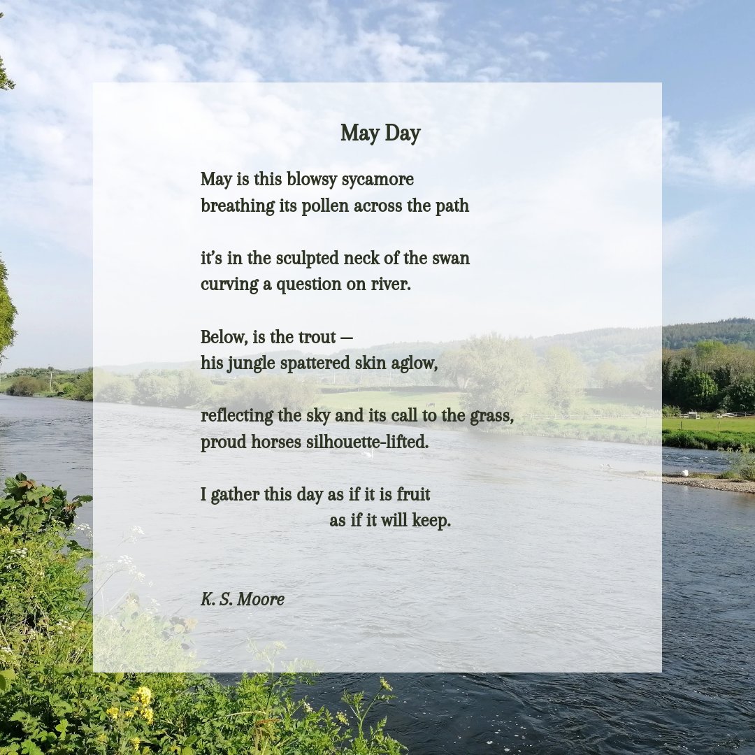 'May is this blowsy sycamore / breathing its pollen across the path . . .' New poem, celebrating a glorious afternoon in May. 🌺🌳🌼 #poetry #poet #poetrycommunity #amwriting #may #spring #summer #river #nature