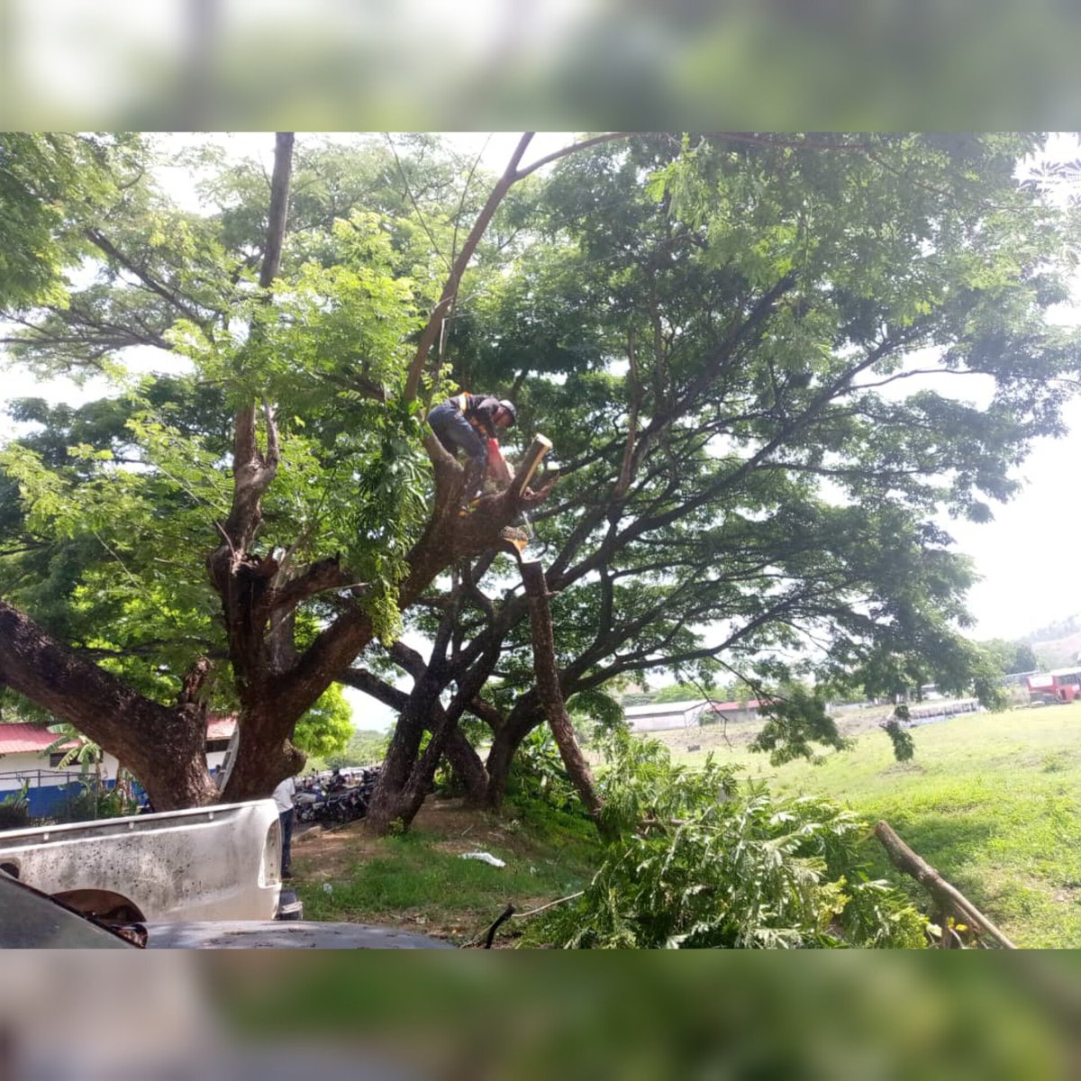 En compañía de estudiantes de la Unes, bomberos del estado Guárico y estudiantes de Defensa Civil se llevaron a cabo trabajos de embellecimiento en la Dirección de Transporte de nuestra universidad, donde realizaron la poda selectiva de árboles #Unerg