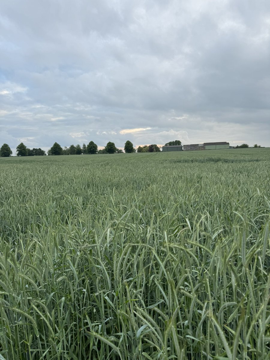 Forage rye nearly being out competed by blackgrass! 1.2m tall in places #cambridgeshire #blackgrass #farming