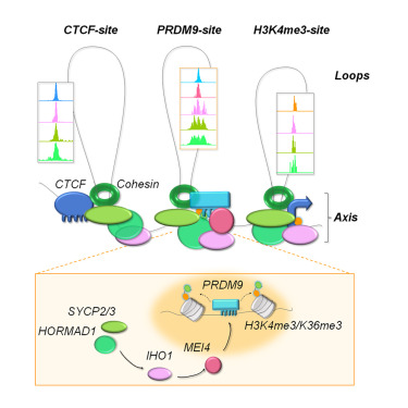 Principles of chromosome organization for meiotic recombination dlvr.it/T6zl6Z