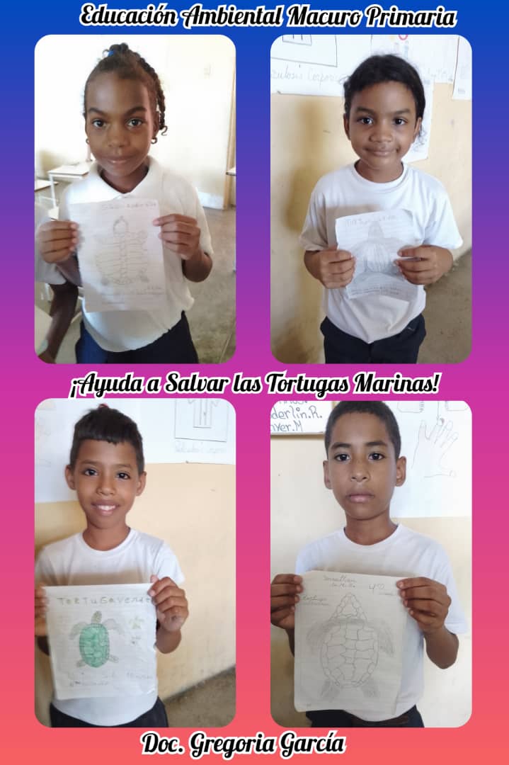 Macuro primary school in Venezuela. Sea turtle drawings @MCAF_NEAQ @SEEturtles @provita_ong #minec