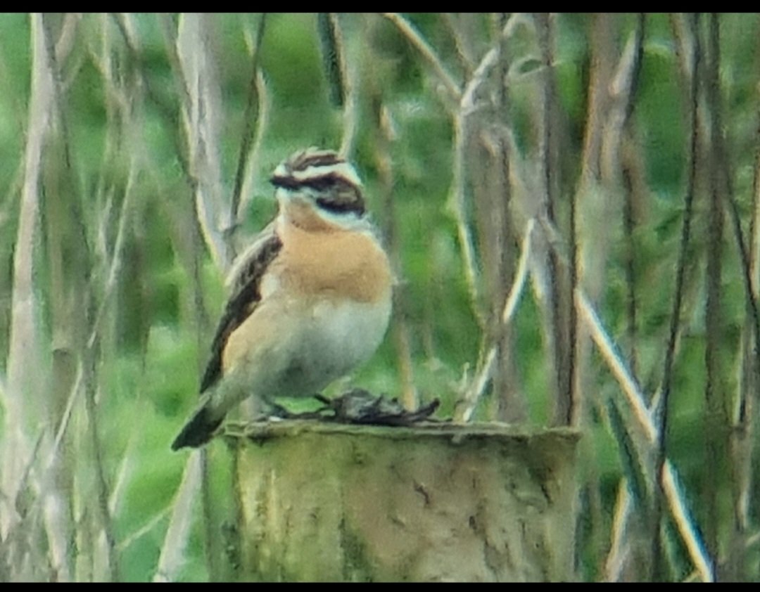No Whinchat at Wyver yet this year so here's one from 2 years ago today