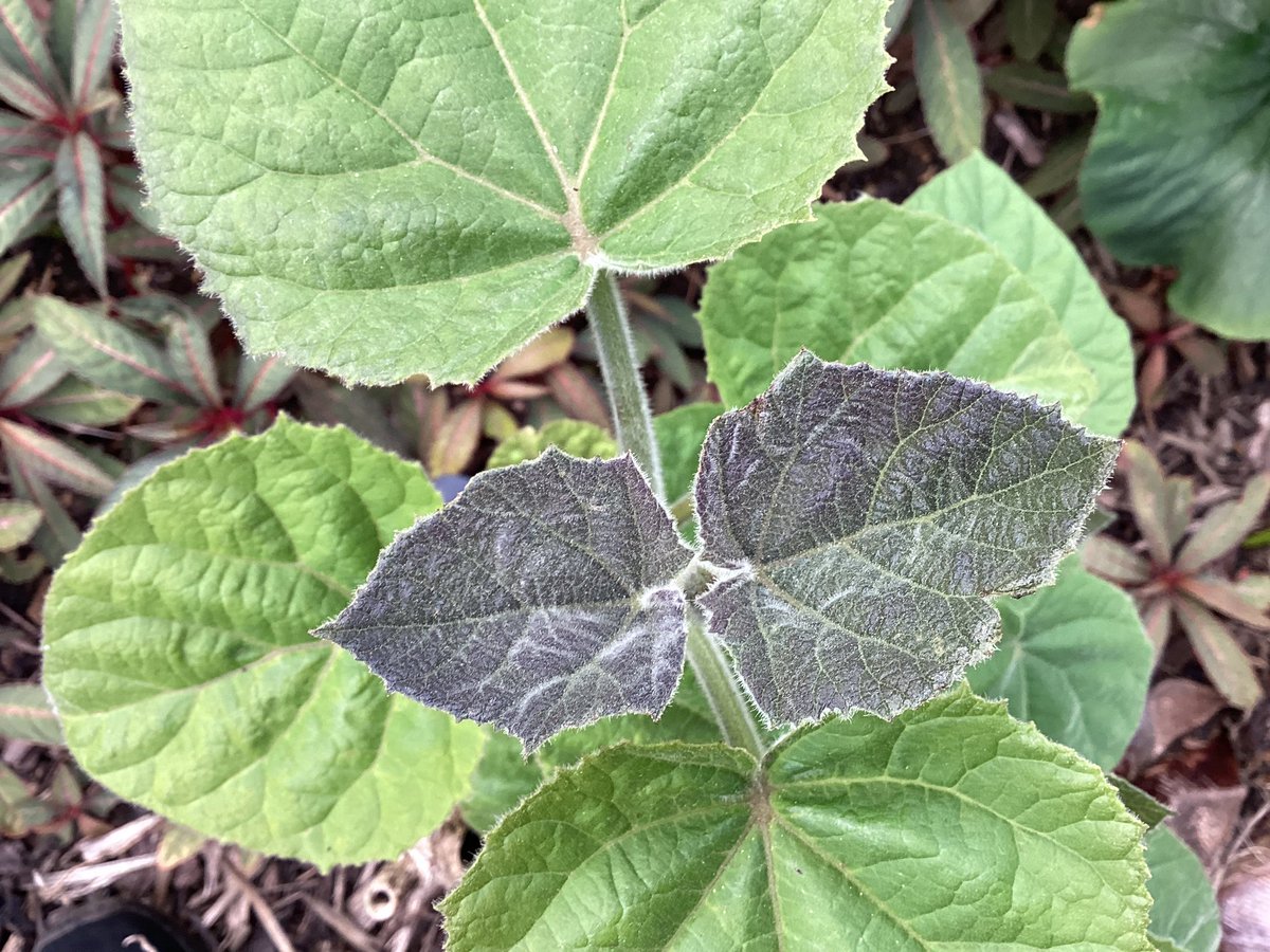 Paulownia in the garden this evening starting to put out some decent growth I will soon cut the smallest shoots off leaving one to grow on to produce those enormous leaves later in the year