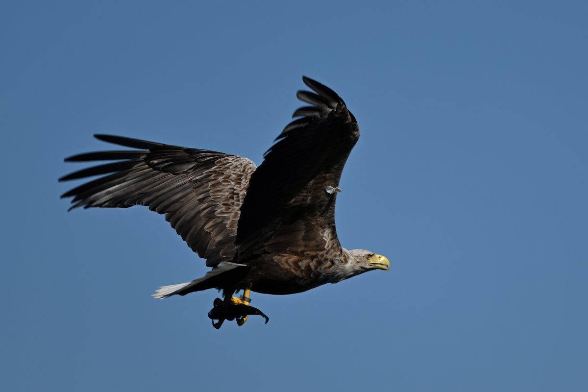White-tailed Eagle Outer Hebrides 15th May 2024