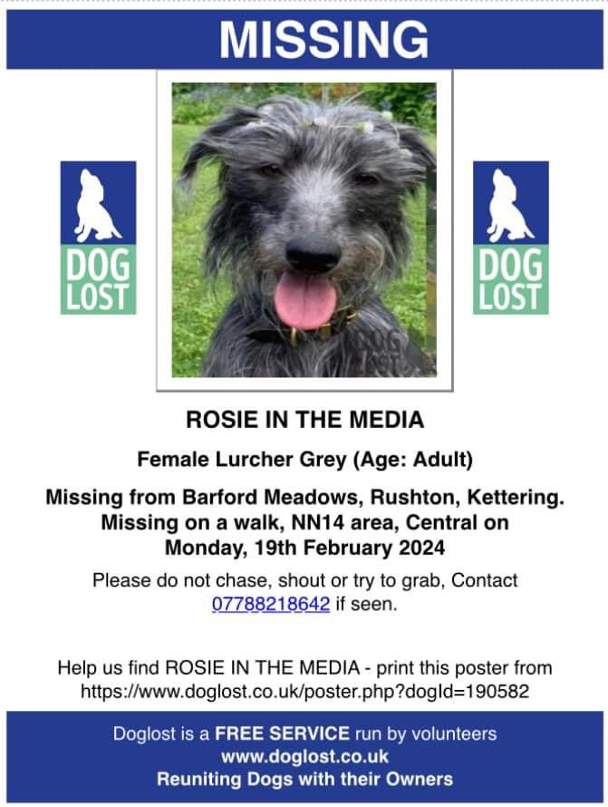 Beautiful Rosie still missing since19th February 2024 in Kettering. Help #findrosie the #lurcher and bring her home 🙏🏻🐾 @gelert01 @rosieDoc2 @RachaelB100 @beautys_legacy @JohnDaffern2 @JacquiSaid @DogLostUK @Number1essexgir