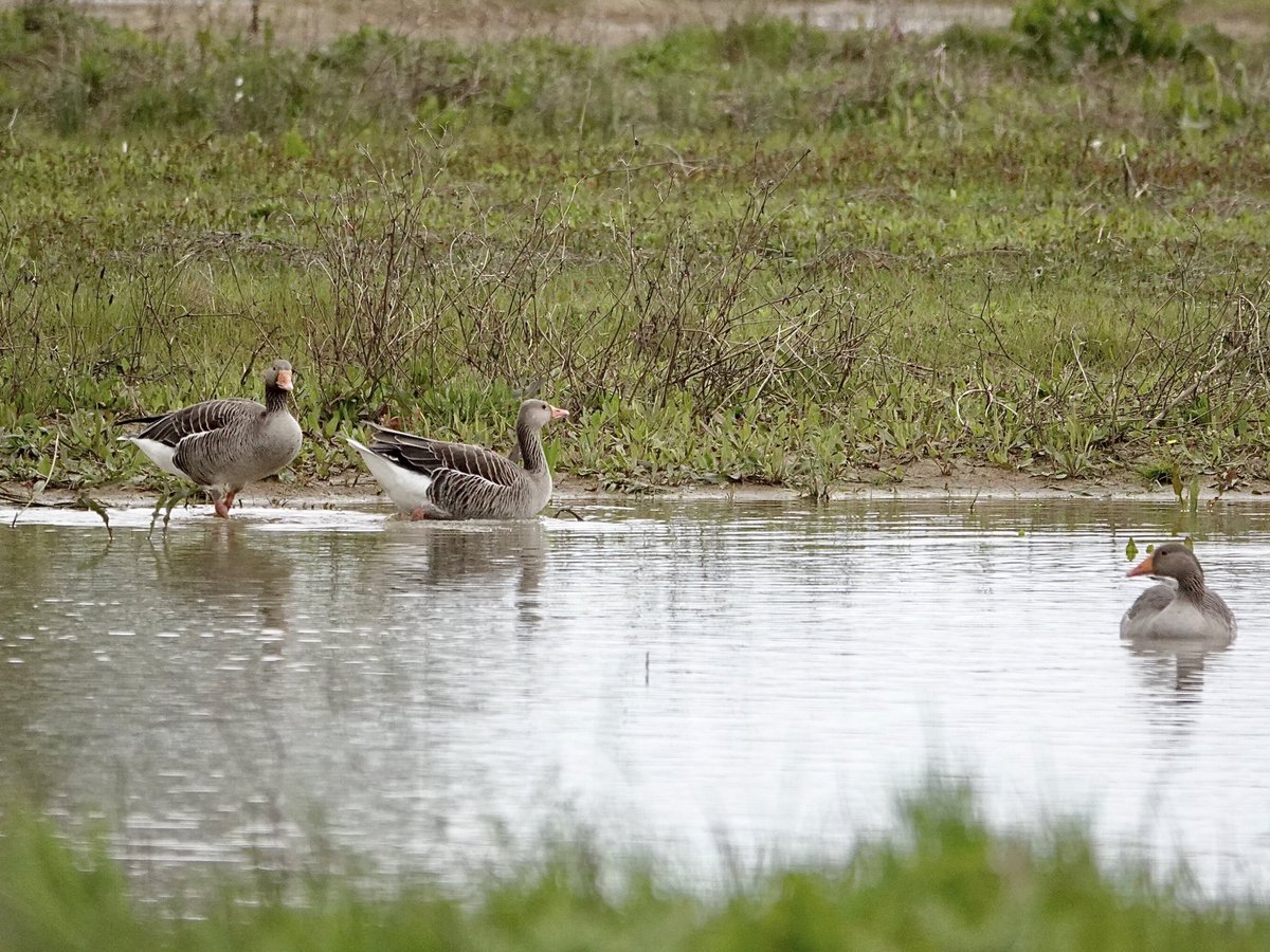 Three Greylag geese for #3sDay