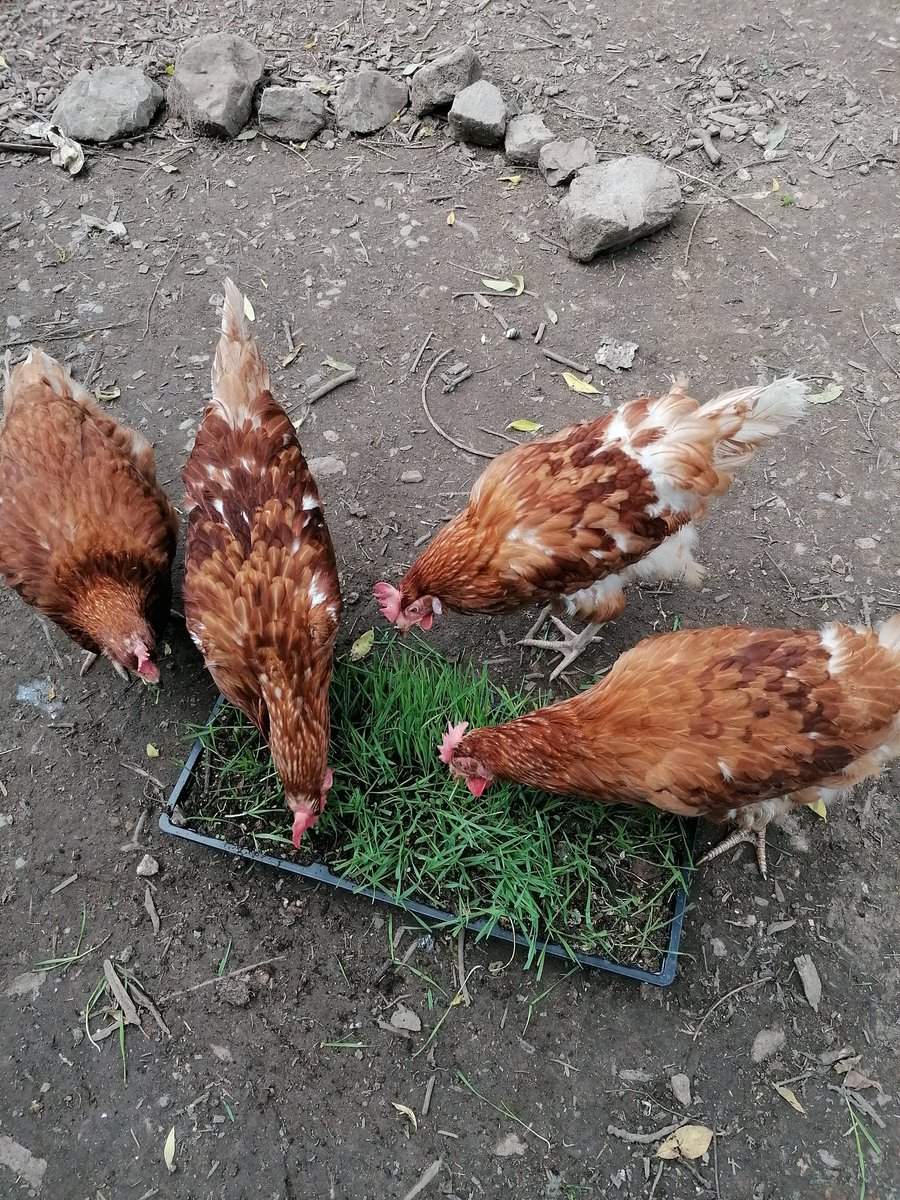 Llanishen Fach tweet media