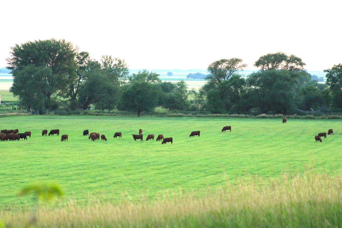 PrairieRedAngus's tweet photo. See what makes are red angus herd special at https://t.co/2lNRdwOVYJ. 
#redangus #cattle #herd #MNcattle #angus https://t.co/gP073rHGtn