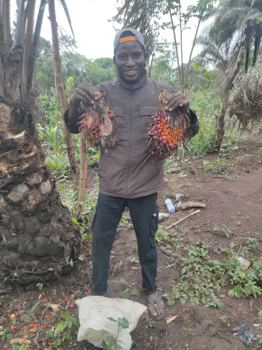 Plant a palm tree today and reap the rewards of sweet profitability tomorrow! With patience and care, your investment will grow and flourish, bringing a harvest of success and abundance I have started reaping mine #PalmTreeProfitability #InvestInYourFuture