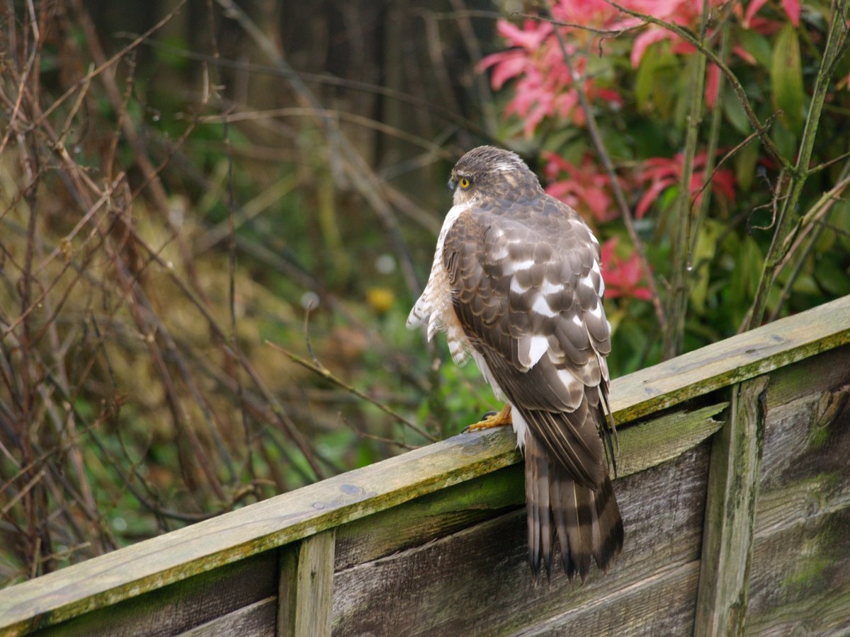 Beautiful sparrowhawk sat in my garden probably wondering whats happening with the rubbish weather in Chester today 🌧☀️☁️
<a href="/Natures_Voice/">RSPB</a> <a href="/BBCSpringwatch/">BBC Springwatch</a> <a href="/RSPBChester/">RSPB Chester</a> 
#birdwatching #wildlife