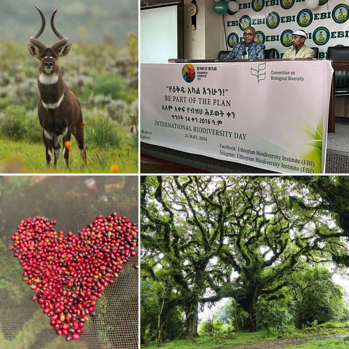 Happy International Biodiversity Day! Ethiopia is host to two global biodiversity hotspots and 🇳🇴through @Climateforest supports the protection of both. Today we celebrated with @EbiInstitute who encouraged partners to «be part of the plan to protect nature in Ethiopia»