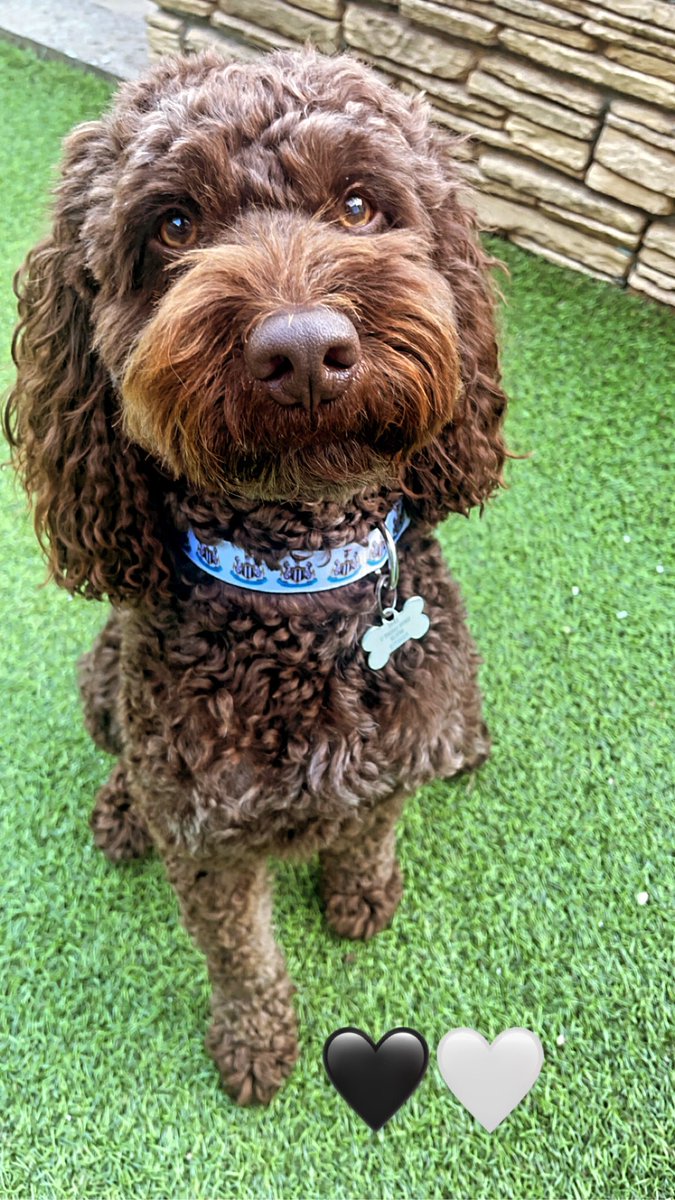 🖤🤍 <a href="/maddogsavo/">maddogsavo</a>