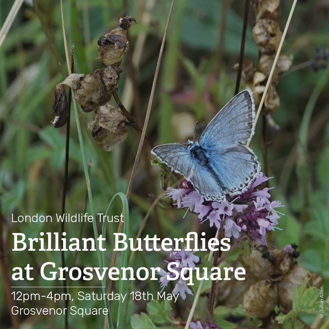 On Saturday 18th May come and join @Wildlondon in Grosvenor Square from 12pm-4pm for a free event to learn about the brilliant butterflies in our city and take part in butterfly-themed crafts and activities for all the family 🦋 Book your place here bit.ly/41g7TEF