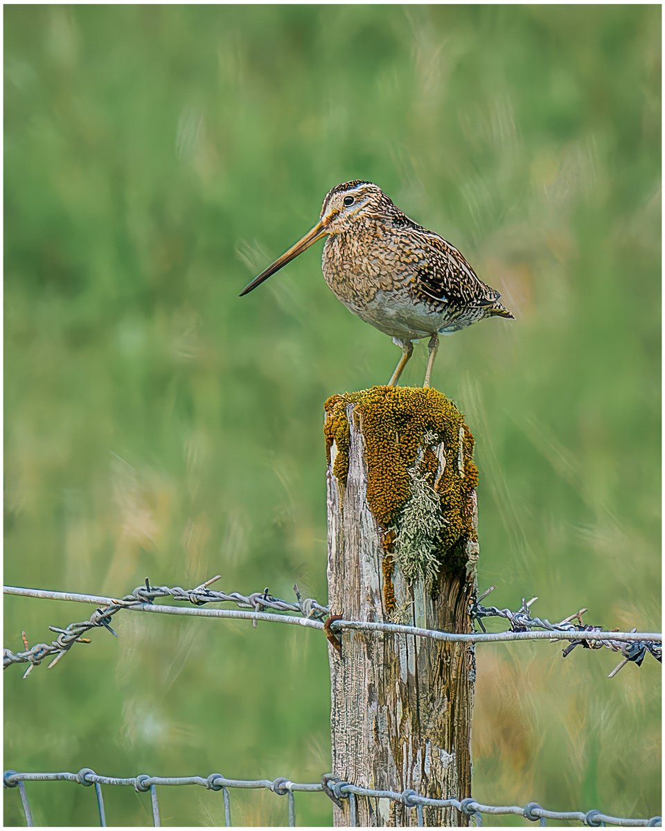 Snipe on a stick. North Uist, Outer Hebrides. #bird #birdphotography #outerhebrides #wildlifephotography #ukwildlifeimages #olympusphotography #omsystem @OlympusUK @ElyPhotographic