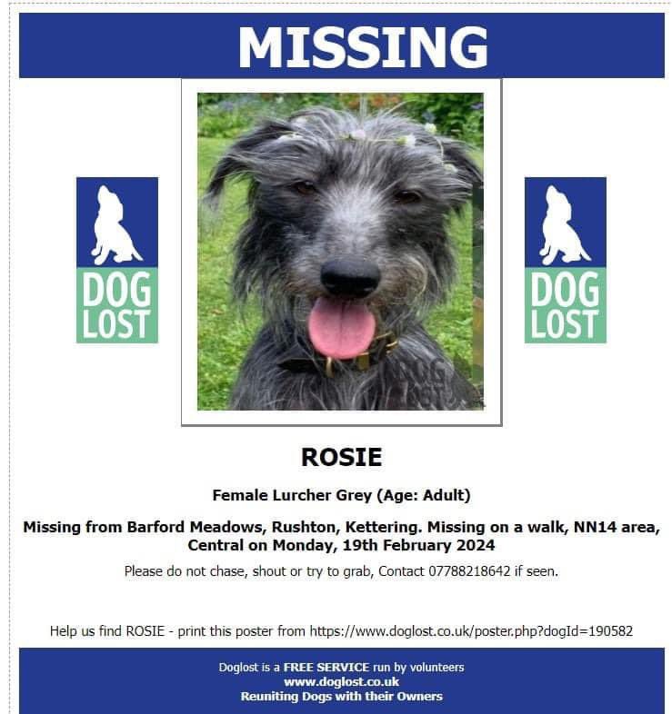 #WheresRosie HAS ANYONE IN SURROUNDING AREAS SEEN ROSIE? #Rushton #Kettering @RushtonHallH @RushtonLibrary @rushtonsbistro @KetteringPolice @bs2510 @RachaelB100 @WittmanHelga @stevieatitagain @DogLost_UK @juliagarland73 #Lurcher missing since 19/2/24 Her family are 💔