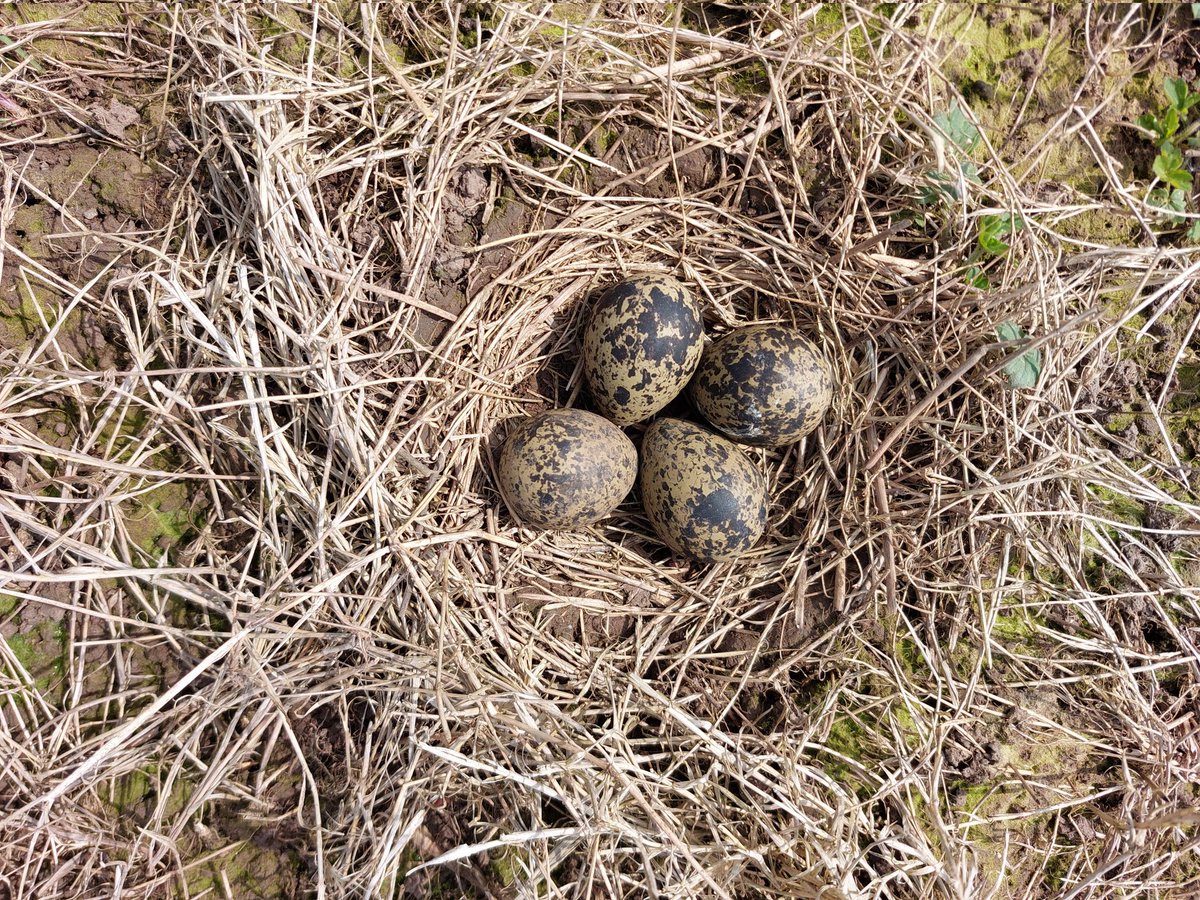 jonny-goes-wild tweet media