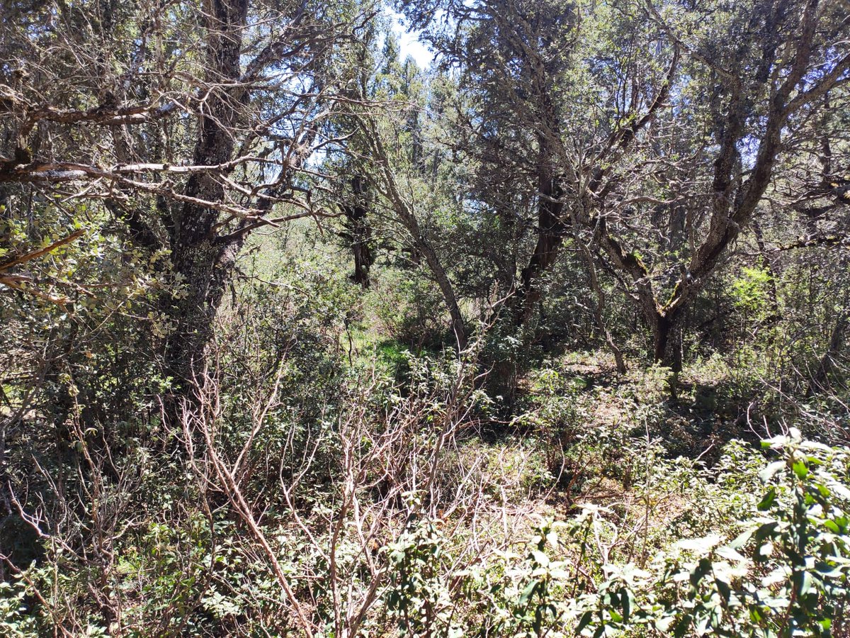 naturalezacyl's tweet image. Un antes y un después de una acuacion preventiva frente a #IIFF ¿Ves la diferencia? 
Faja cortafuegos realizada con las #AyudasForestales de Prevención de daños a los Bosques. Villaciervos #Soria. #Feader