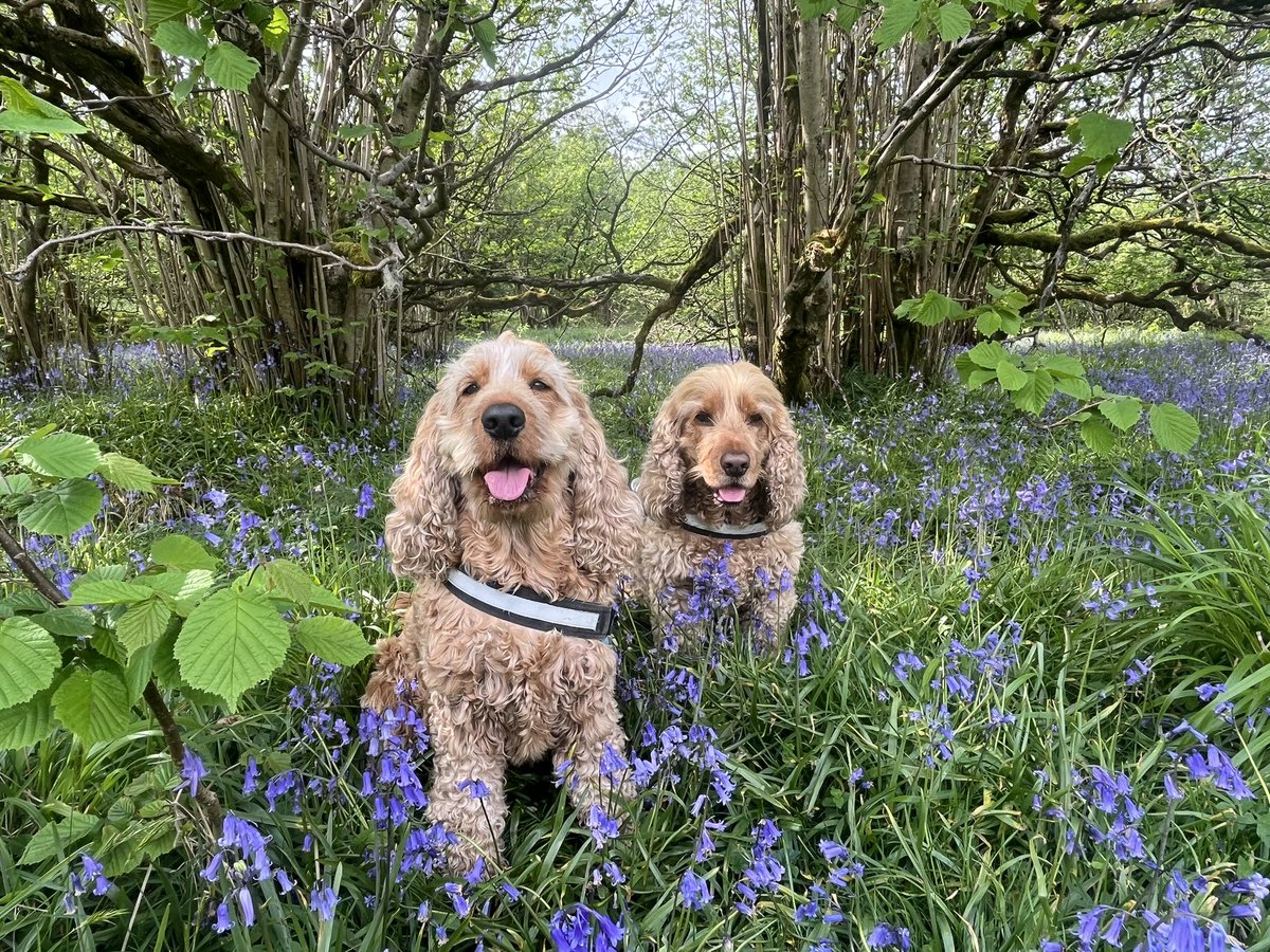 Fabulous walk through the woods today with Joe & Hugo 🐾🐾 the bluebells were just beautiful 🤩
#OxenberandWharfeWoods 
#Feizor 
#YorkshireDales