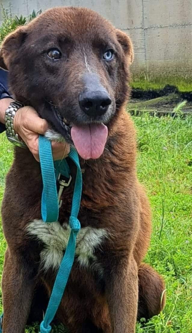 Ricevo,Tutta la sua vita in canile😔entrato da cucciolo e vive in gabbia in mezzo le montagne,ora che il suo compagno di box è morto sarà ancora più dura,le giornate saranno un agonia,non ha neanche un nome una vita mai considerata😔8 anni tg media 3498602082 è in Calabria😔🙏