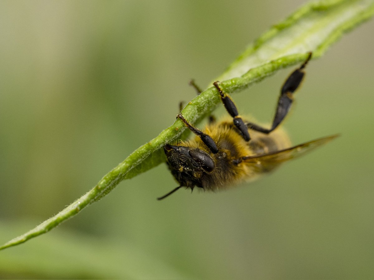 Hiding from the rain #Togtweeter #ThePhotoHour #snapyourworld #insects #flies #pollinators #macro #NaturePhotography #macrophotography #bee #hoverfly #bumblebee