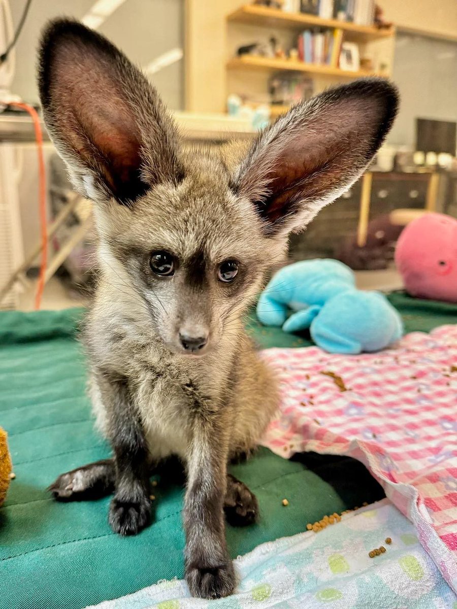 Kal's ears are growing! 😍 The bat-eared fox is a small, African fox known for its enormous ears, which can grow to over 5 inches tall! They can rotate their cup-shaped ears independently to pinpoint the exact location of prey.