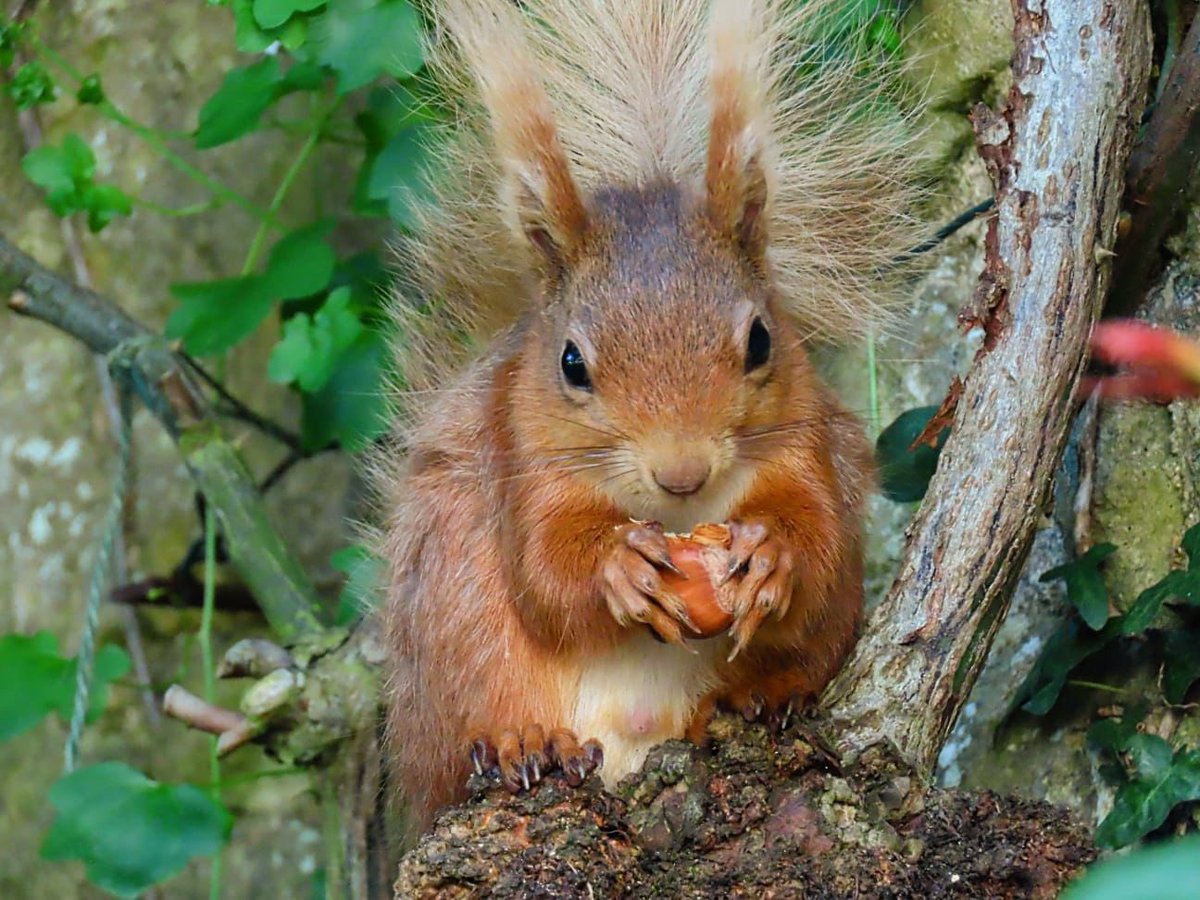 Day 3 with @WildlifeTrusts, still in the Isle of Wight. Lots of interesting site visits and talks but also this! (Not my photo as only have my phone with me). #TeamWilder #SeeingIsBelieving 🐿️