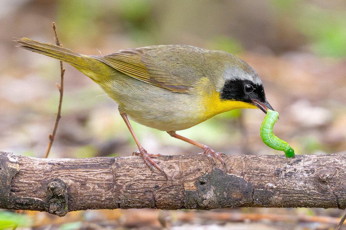 Common yellowthroat warbler collecting a caterpillar from a fallen branch. (The Ramble, Central Park, New York) #birds #birding #nature #wildlife #birdcpp