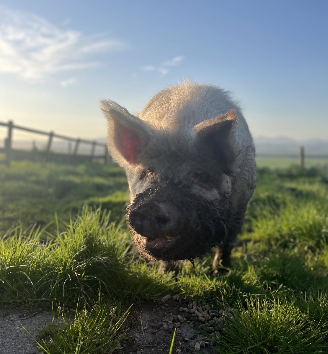 Happy as a pig in… #arnbegfarmstayscotland #tammyswinette