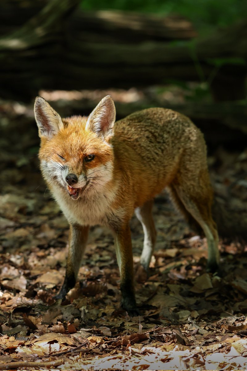 A cheeky wink to camera.... #foxoftheday <a href="/ChrisGPackham/">Chris Packham</a>