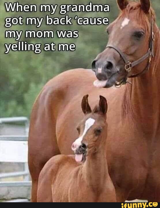 🥰🥰🥰🐴🐎