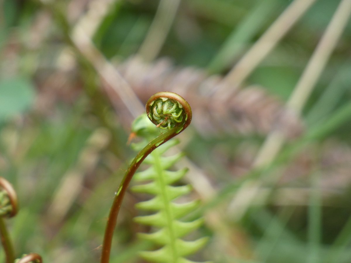 A walk in the Woodland Trust’s Scar & Castlebeck woods.
Beautiful scenery & wild flowers.
A taster:

@WoodlandTrust @NorthYorkMoors @visitnorthyork