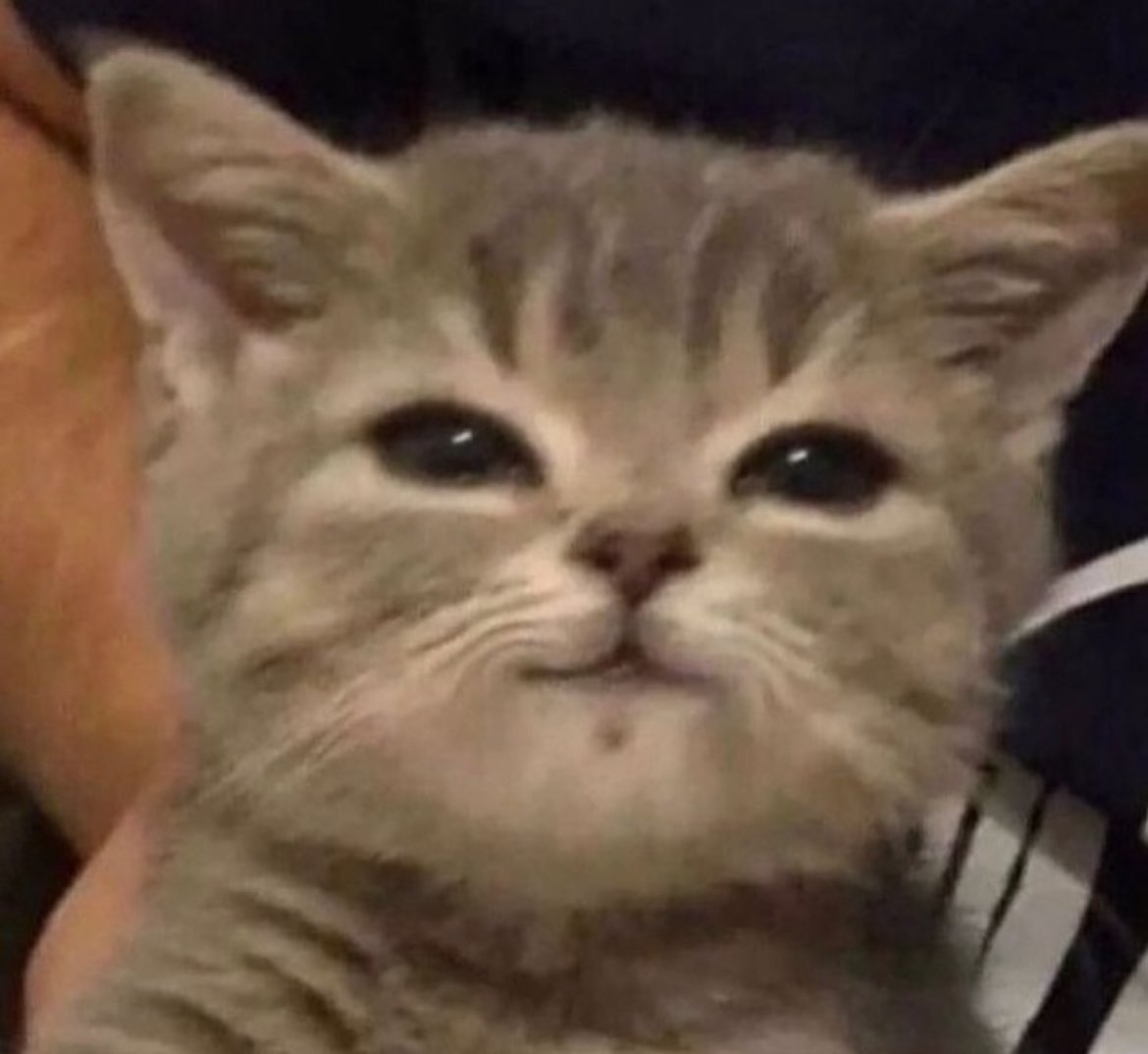 dailyphascats's tweet photo. huhu 😼 https://t.co/SnrVoOhIFk