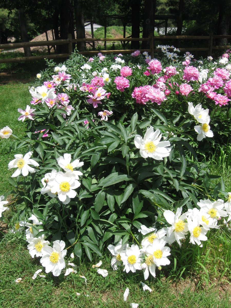 Garden Tip of the Day: Annuals live for one growing season. Perennials die-back in winter, then return for the next growing season. Some perennials though are short-lived and only come back for a few years (mums), while others can live for decades (peonies). #gardendc #gardening