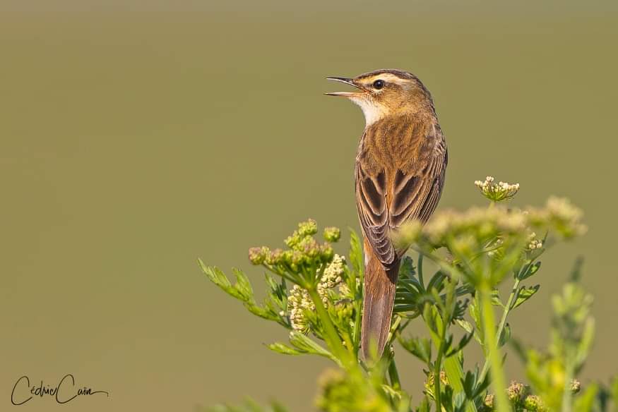 voici le Phragmite des joncs (Acrocephalus schoenobaenus), ici perché sur une Ombellifère toxique très présente sur l’île l’œnanthe safranée (Œnanthe crocata) plus connu sous son nom breton par les Ouessantins à savoir le pempiz.
#phragmitedesjoncs #acrocephalusschoenobaenus