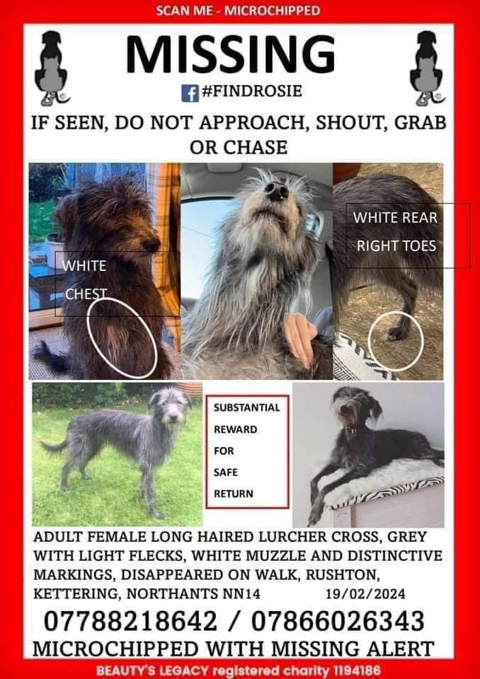 Have you seen Rosie? Her family desperately need her safely home with them so please look, care &share to bring her home 🙏🏻🐾 #findrosie missing from #Kettering since 19 Feb 2024 Reward @SAMPAuk_ @PetTheftUK @DogTheftCrisis @Debzit @MissingPetsGB @ChrstinaKelly @JacquiSaid