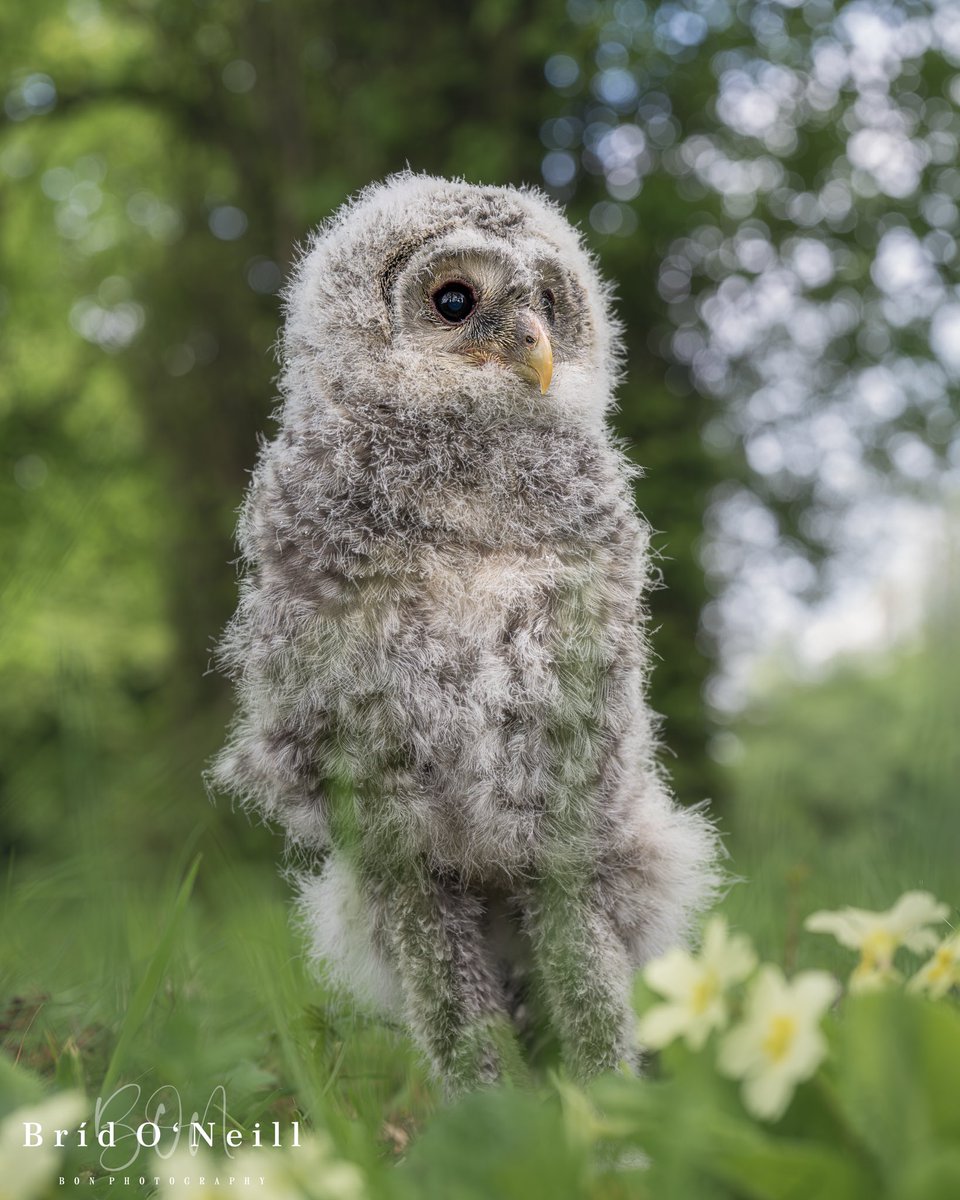 Ever wondered if owls have legs ????

#uralowl #owls #birdofprey #BONPhotography #owlslegs
