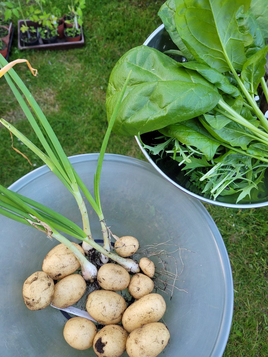 First potatoes of the year, leaves and some spring onions #growyourown