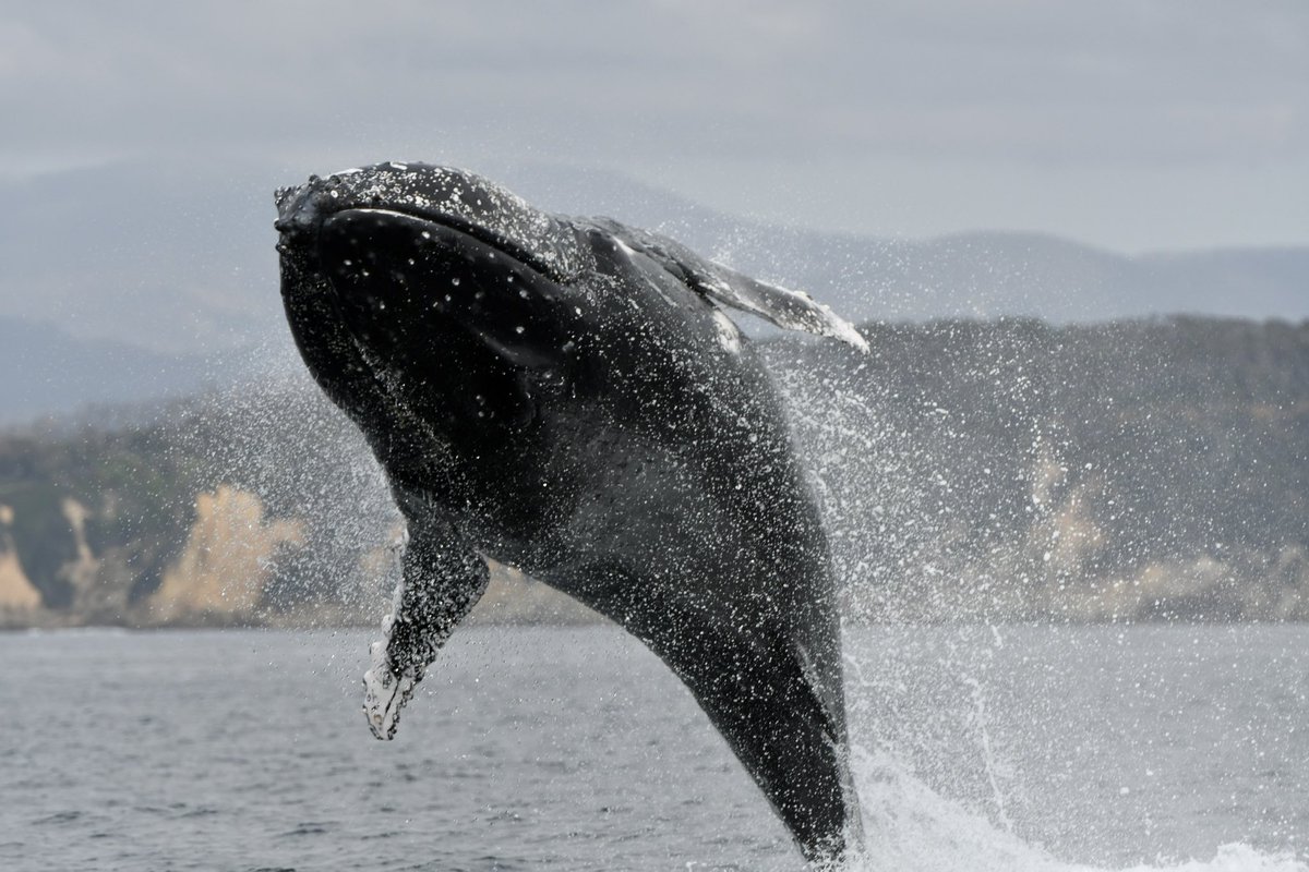 @_lrendell @ConversationUK @_SMRU_ @philipwhale @9brandon Luke this is a thoughtful piece that vividly illustrates the dangers of attributing unique abilities to a single group (so often cetaceans) that boils down to ignorance of the immense diversity of complex animal behaviour across so many different taxa! Brilliant