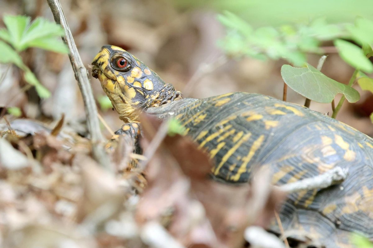 When you are hiking, keep an eye to ground for Eastern box turtles who are on the move! Photo: @candrews804