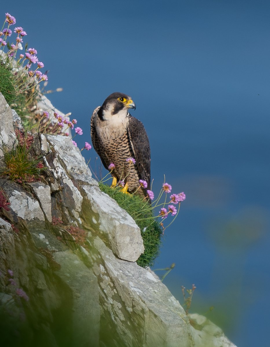 Nice to watch & photograph this Peregrine from afar today. #isleofman #nature #falcons 🇮🇲