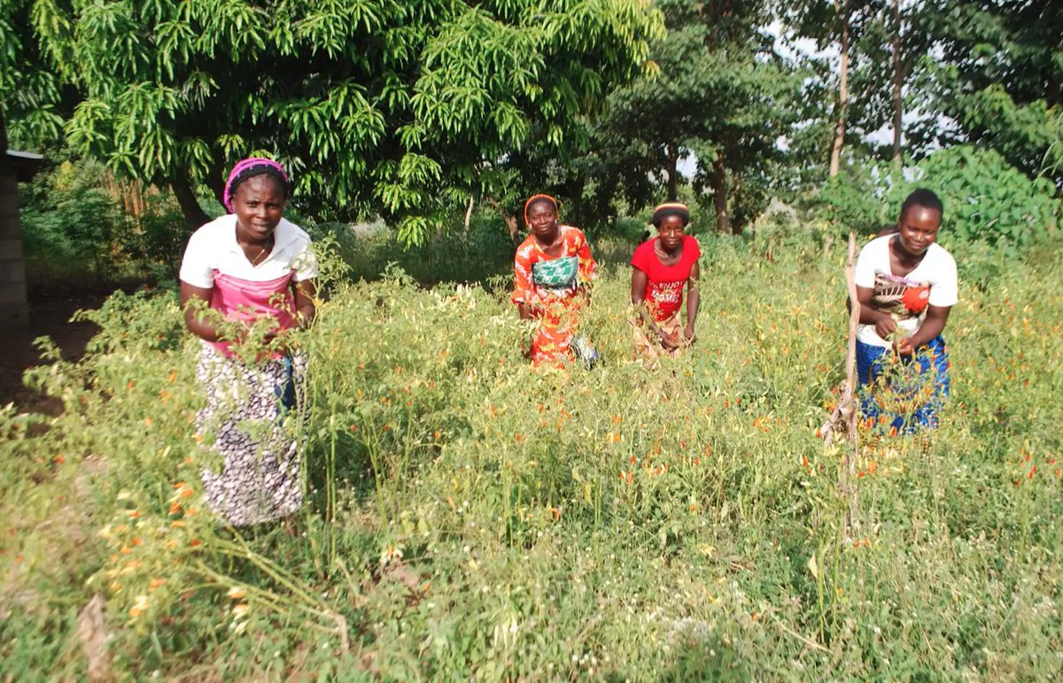 CHAPTER UPDATE! In 2023, World Faith YOUPEDA embarked on a journey of empowerment that directly impacted the lives of 25 women while indirectly supporting over 100 more in managing farms and small-scale businesses across two communities.