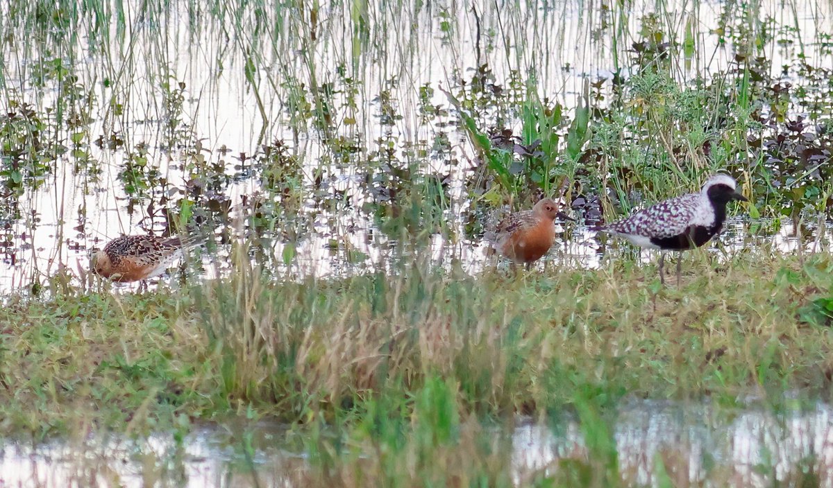 High Arctic waders in their summer finest plumage at Fen Drayton this evening. I wonder how far north they'll be in a couple of weeks @GrahamFAppleton? Well done for braving the rain earlier Ed King @CambsBirdClub
