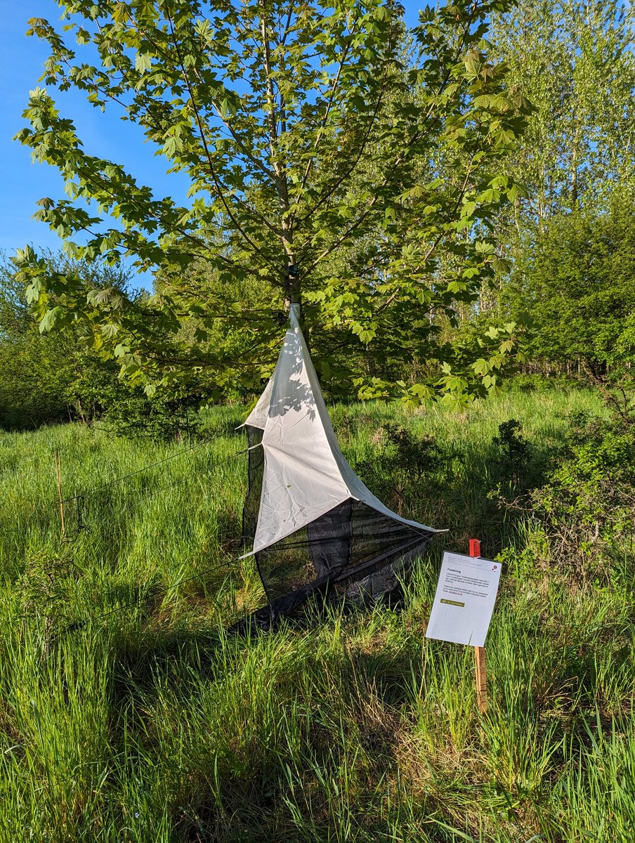 sebastiankr (@sebastiankpr) on Twitter photo Excited to kick off our research with Malaise traps and <a href="/AudioMoth/">AudioMoth</a> in Denmark! 🌳🐦🦋 Let's see how birds and flying insects respond to #NaturalForest colonization over the coming months. <a href="/DBByriel/">David Byriel</a> <a href="/SilvaNova_NNF/">Silva Nova</a> #15. Juni Fonden Excited to kick off our research with Malaise traps and <a href="/AudioMoth/">AudioMoth</a> in Denmark! 🌳🐦🦋 Let's see how birds and flying insects respond to #NaturalForest colonization over the coming months. <a href="/DBByriel/">David Byriel</a> <a href="/SilvaNova_NNF/">Silva Nova</a> #15. Juni Fonden