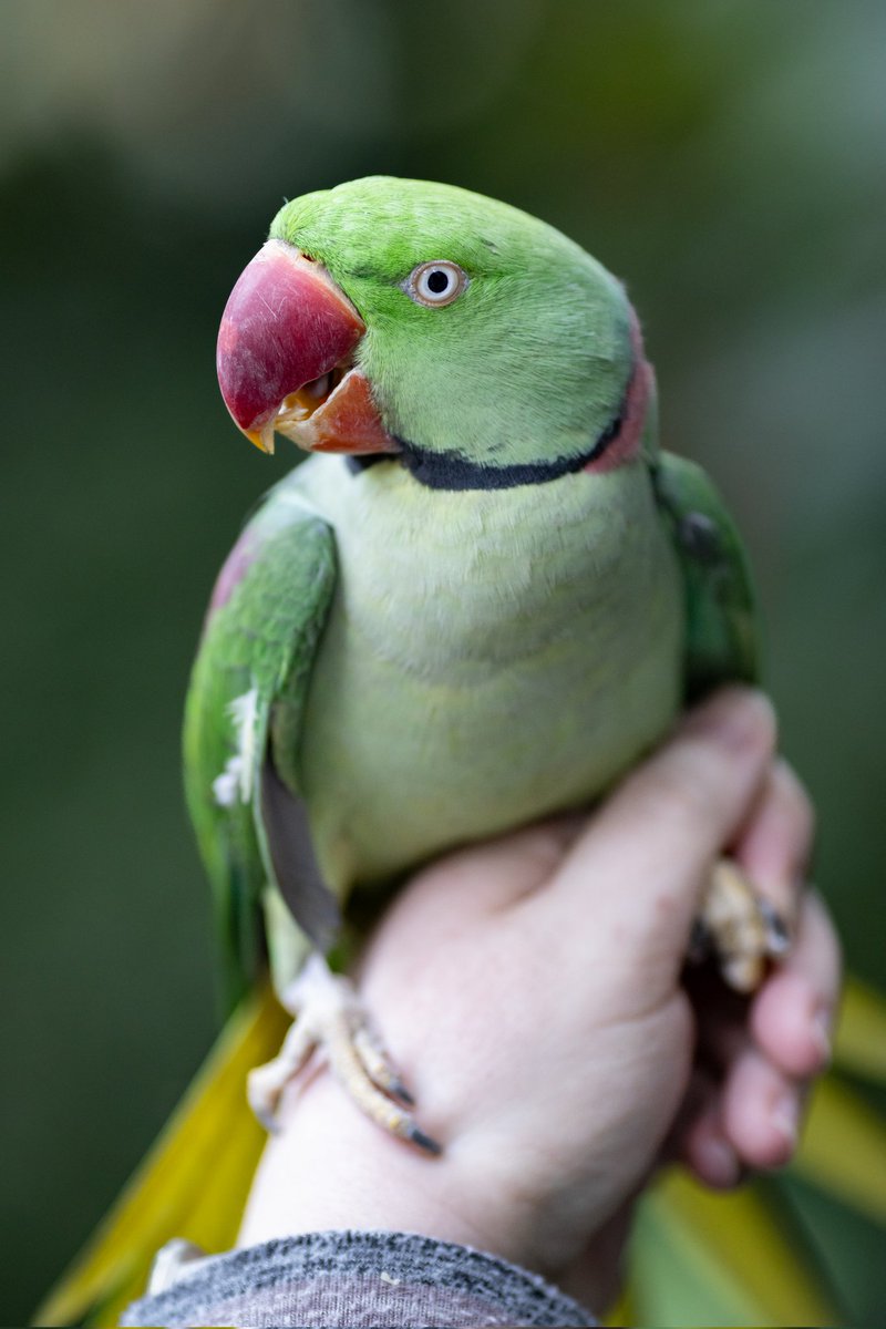 Meet 'Carlos' the Alexandrine Parakeet 🦜 Carlos is quickly becoming a fan favorite in the Cockrell Butterfly Center, much to Smégol the Green Iguana's disdain 🦎 📷 ©️ HMNS | Mike Rathke