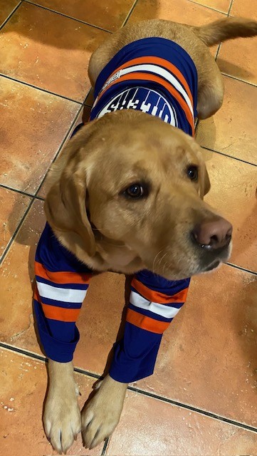 DWW Rugby is very excited for tonight's Oilers playoff game! Hopefully we don't get 2 minutes for ruffing! 🧡 💙 🐾 🏒 💙 🧡 #oilers #dogswithwings #yeg #playoffs2024 #playoffmode