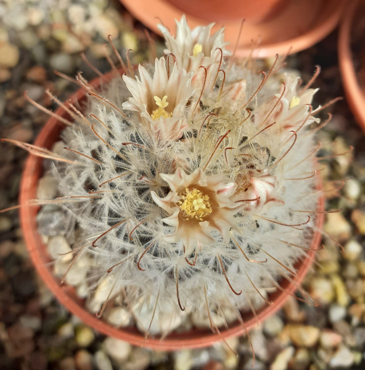 Mammillaria pennispinosa.