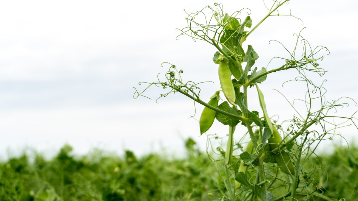 In the first quarter of 2024, the volume of Saskatchewan's agricultural exports to India increased by 1,217 per cent over the previous year. #SaskAg saskatchewan.ca/government/new…