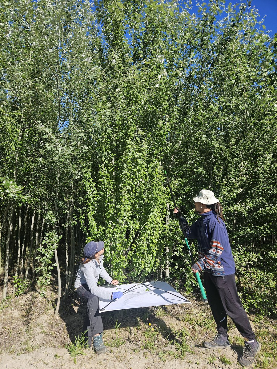 BIOCITREES tiene como objetivo investigar la maximización de los beneficios que la arborización provee en el contexto del cambio global.
<a href="/CanalUGR/">Universidad Granada</a> 
<a href="/UGRdivulga/">UGRdivulga</a> 
@MSCActions